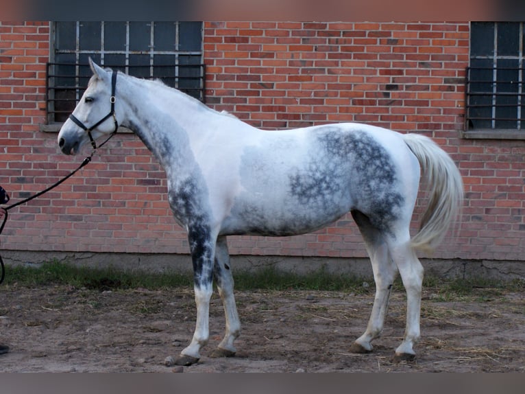 Koń wielkopolski Ogier 12 lat 176 cm Srokata in Błaszki