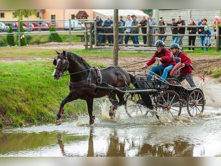 Koń wielkopolski Ogier 13 lat 166 cm Ciemnogniada in Kalinowa