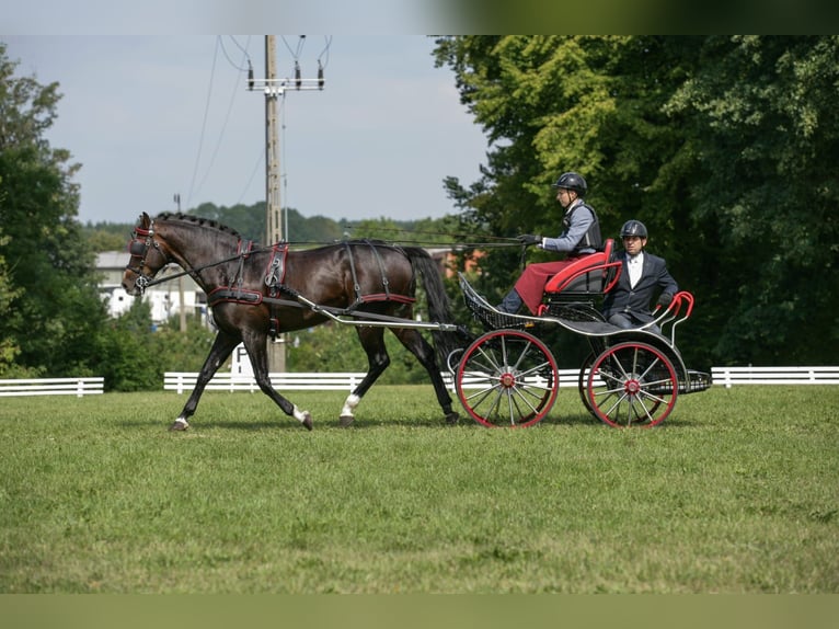 Koń wielkopolski Ogier 13 lat 166 cm Ciemnogniada in Kalinowa