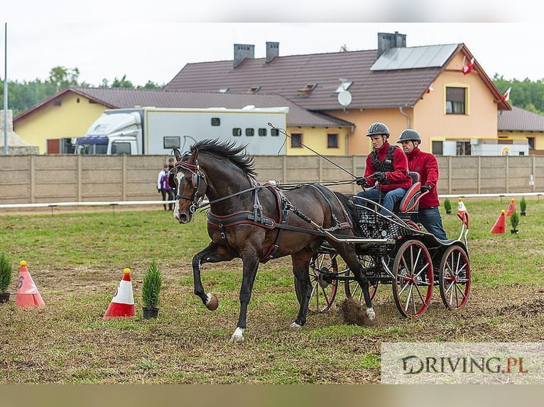 Koń wielkopolski Ogier 13 lat 166 cm Ciemnogniada in Kalinowa