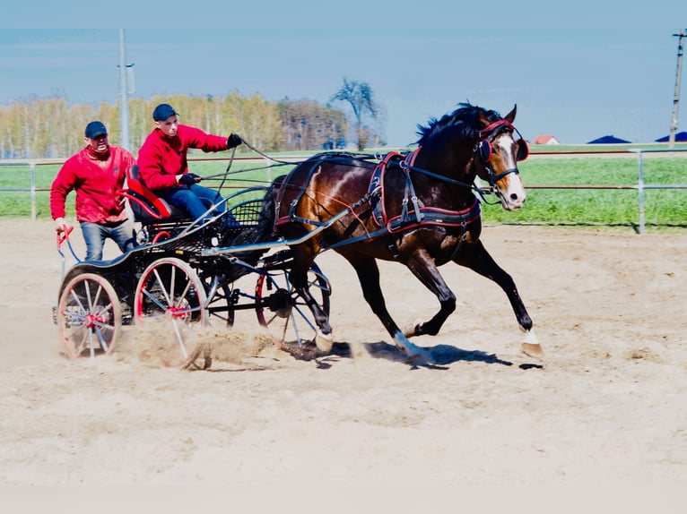 Koń wielkopolski Ogier 13 lat 166 cm Ciemnogniada in Kalinowa