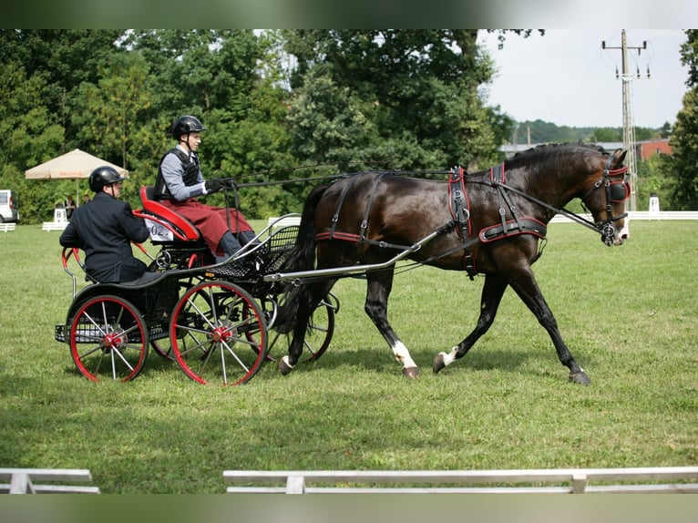 Koń wielkopolski Ogier 13 lat 166 cm Ciemnogniada in Kalinowa