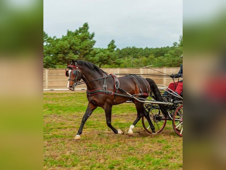 Koń wielkopolski Ogier 13 lat 166 cm Ciemnogniada in Kalinowa