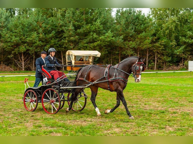 Koń wielkopolski Ogier 13 lat 166 cm Ciemnogniada in Kalinowa