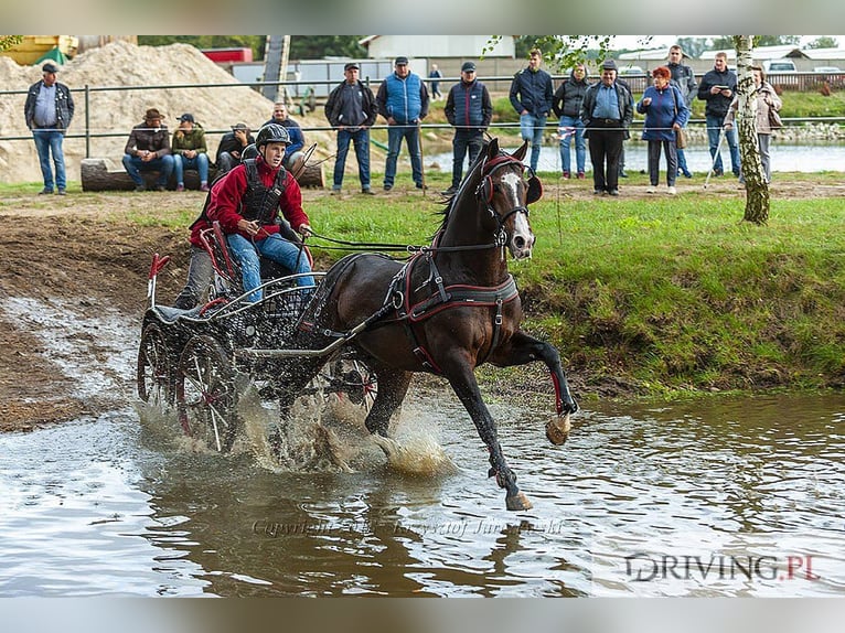 Koń wielkopolski Ogier 13 lat 166 cm Ciemnogniada in Kalinowa