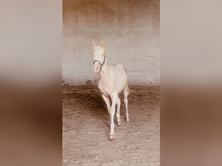 Koń wielkopolski Ogier 1 Rok 165 cm Cremello in Stary Dw&#xF3;r
