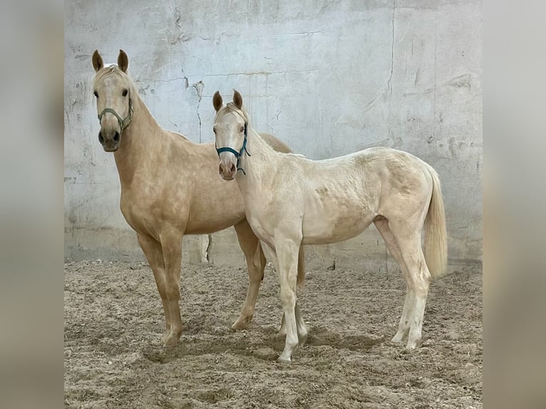 Koń wielkopolski Ogier 1 Rok 165 cm Cremello in Stary Dw&#xF3;r