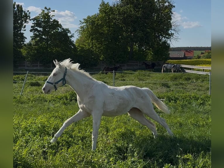 Koń wielkopolski Ogier 1 Rok 165 cm Cremello in Stary Dw&#xF3;r