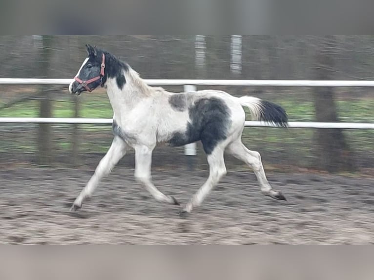 Koń wielkopolski Ogier 1 Rok 170 cm Srokata in Chełmno