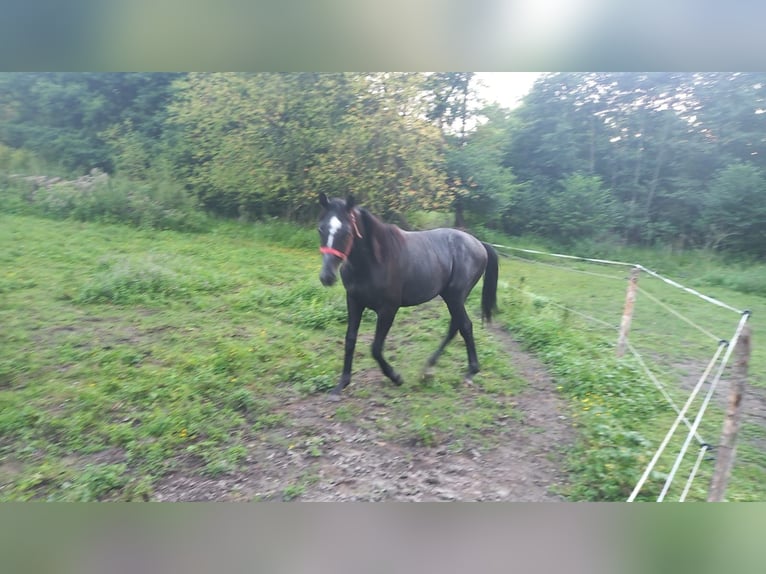 Koń wielkopolski Ogier 1 Rok Kara in Bełżyce