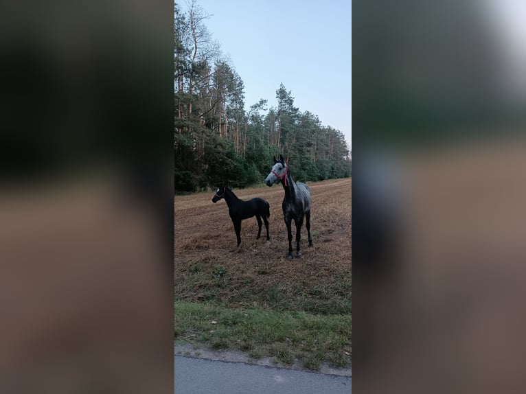 Koń wielkopolski Ogier 1 Rok Siwa in Grądy