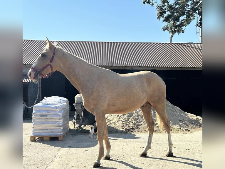 Koń wielkopolski Ogier 2 lat 167 cm Izabelowata in Bielsk