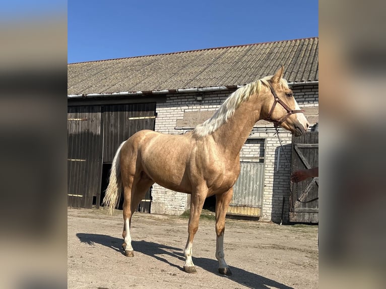 Koń wielkopolski Ogier 2 lat 167 cm Izabelowata in Bielsk