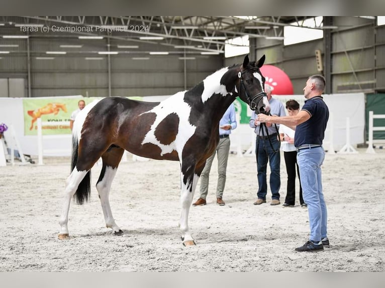 Koń wielkopolski Ogier 3 lat 167 cm Srokata in Chełmno