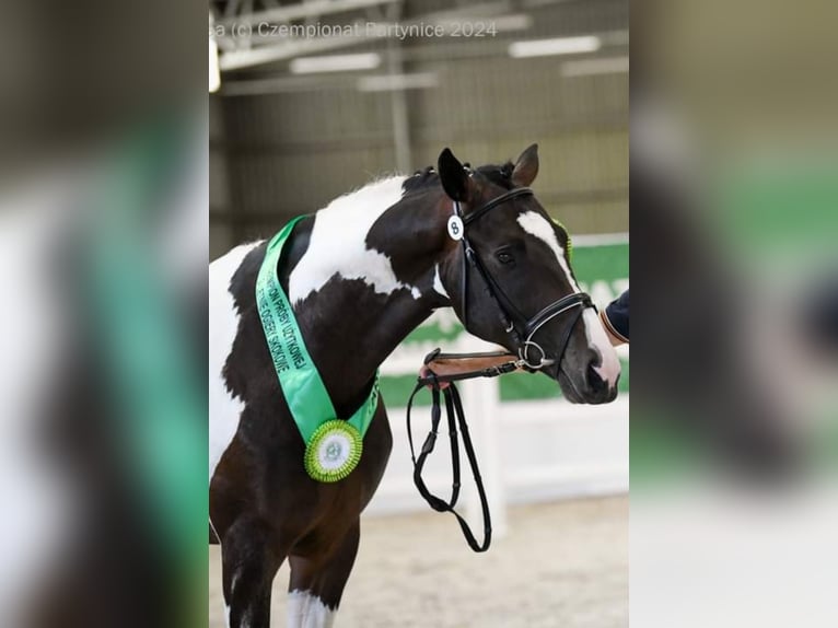 Koń wielkopolski Ogier 3 lat 167 cm Srokata in Chełmno