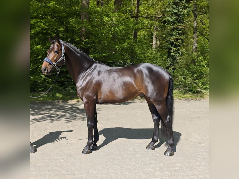 Koń wielkopolski Ogier 5 lat 166 cm Ciemnogniada in Gro&#xDF; Gr&#xF6;nau