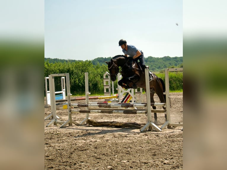 Koń wielkopolski Ogier 5 lat 166 cm Ciemnogniada in Gro&#xDF; Gr&#xF6;nau