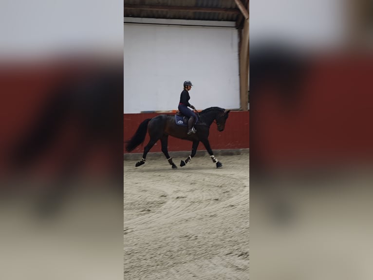 Koń wielkopolski Ogier 5 lat 166 cm Ciemnogniada in Gro&#xDF; Gr&#xF6;nau