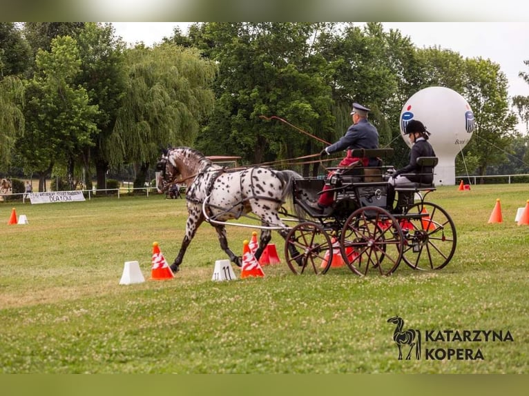 Koń wielkopolski Ogier 8 lat 165 cm Tarantowata in Chełmno