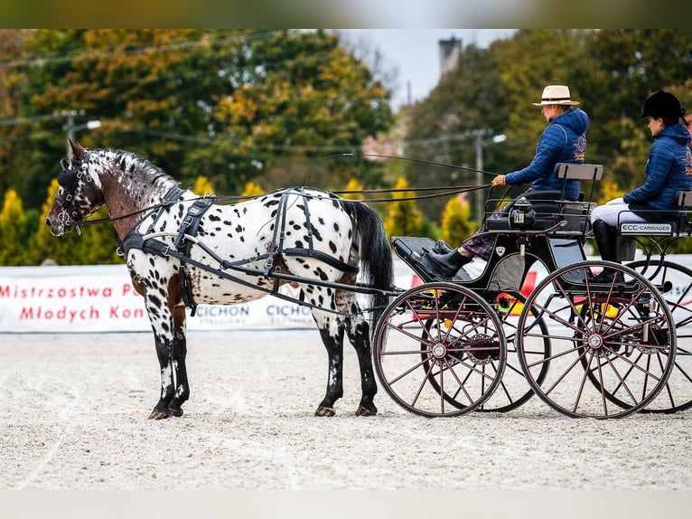 Koń wielkopolski Ogier 9 lat 165 cm Tarantowata in Che&#x142;mno