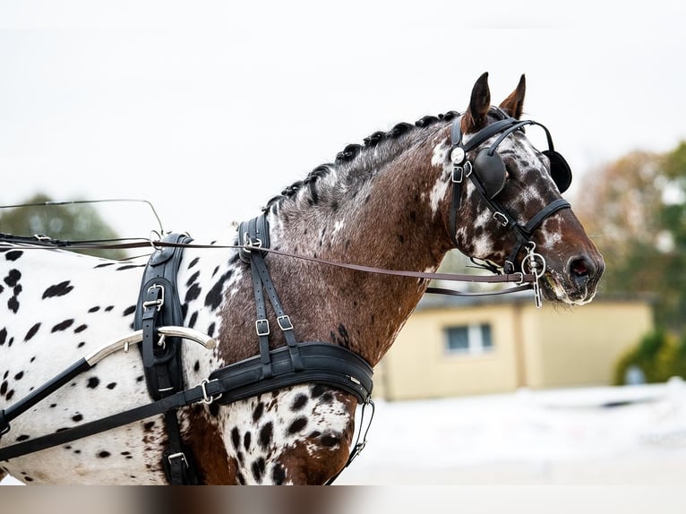 Koń wielkopolski Ogier 9 lat 165 cm Tarantowata in Che&#x142;mno