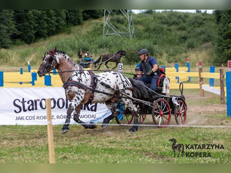 Koń wielkopolski Ogier 9 lat 165 cm Tarantowata in Che&#x142;mno