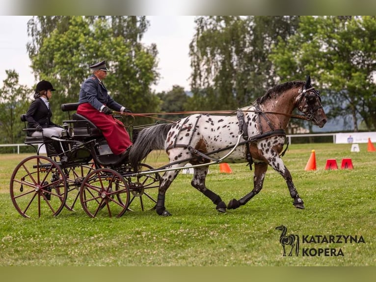 Koń wielkopolski Ogier 9 lat 165 cm Tarantowata in Che&#x142;mno