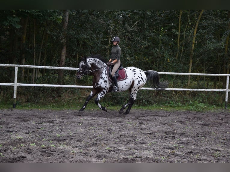 Koń wielkopolski Ogier 9 lat 165 cm Tarantowata in Chełmno