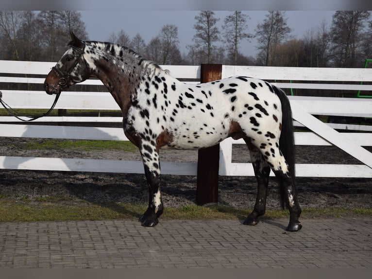 Koń wielkopolski Ogier 9 lat 165 cm Tarantowata in Chełmno