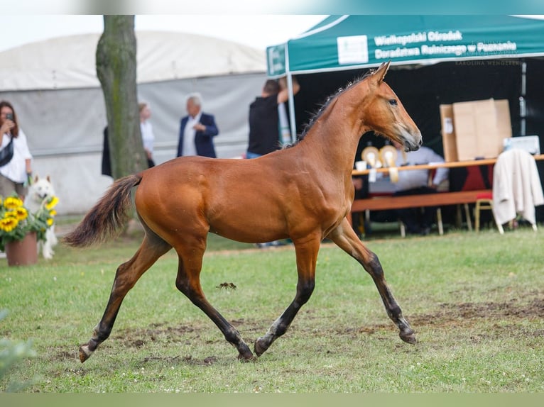 Koń wielkopolski Ogier Źrebak (03/2024) 145 cm Gniada in Kobylin