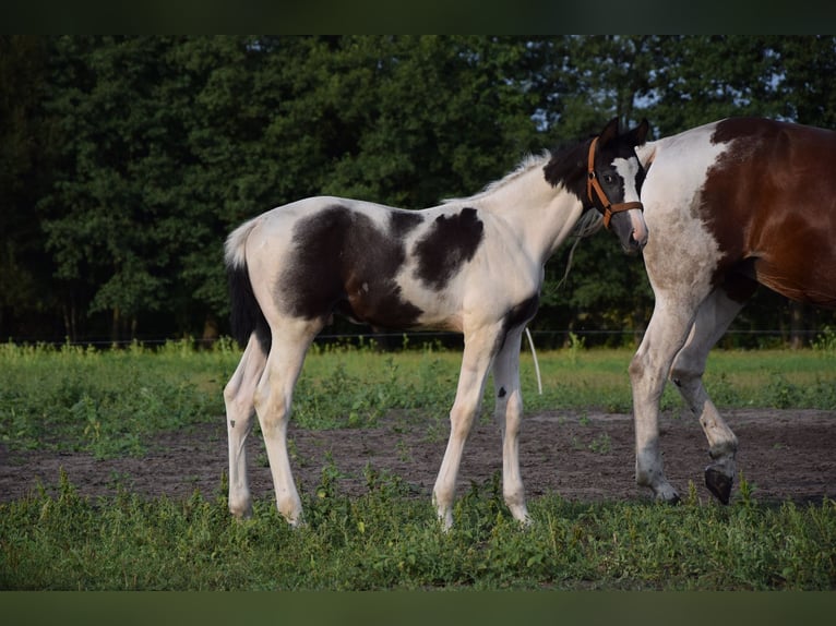 Koń wielkopolski Ogier Źrebak (06/2024) 170 cm Srokata in Chelmno