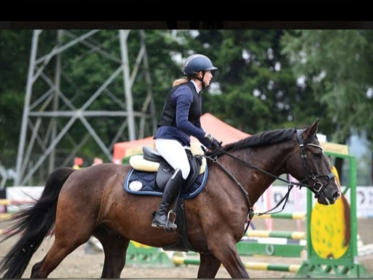 Koń wielkopolski Wałach 10 lat 165 cm Kara in B&#xF6;heimkirchen
