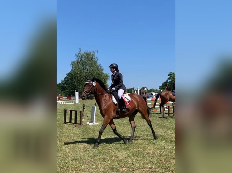 Koń wielkopolski Wałach 11 lat 156 cm Gniada in Ansbach