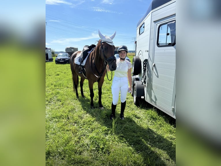 Koń wielkopolski Wałach 11 lat 156 cm Gniada in Ansbach