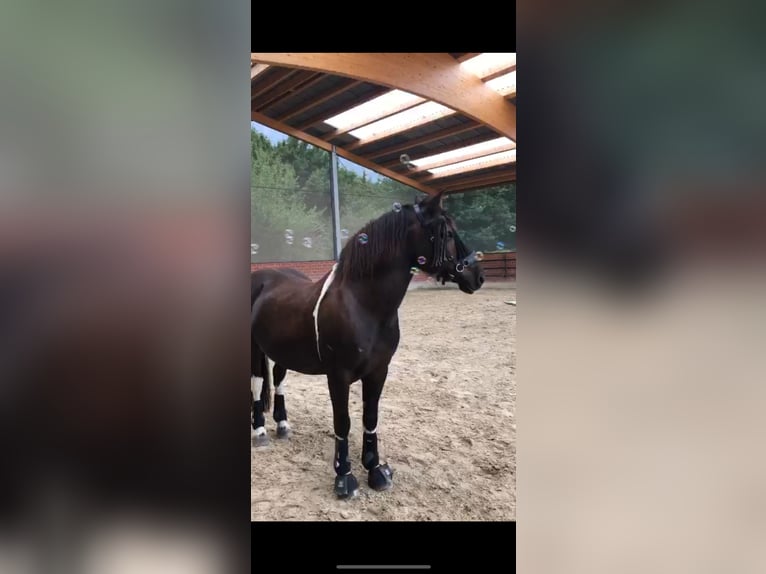 Koń wielkopolski Wałach 13 lat 152 cm Srokata in Alfter