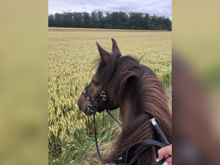 Koń wielkopolski Wałach 13 lat 152 cm Srokata in Alfter