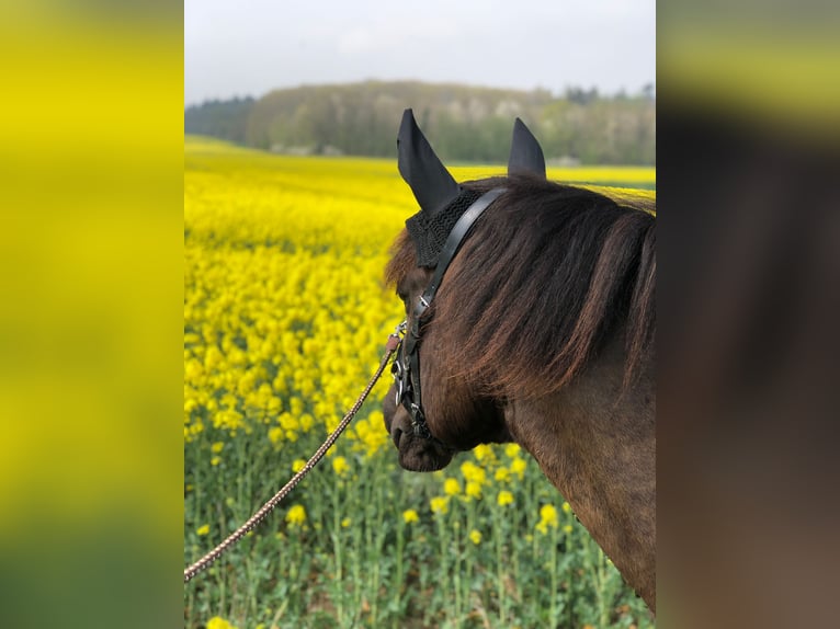 Koń wielkopolski Wałach 13 lat 152 cm Srokata in Alfter