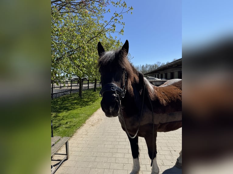 Koń wielkopolski Wałach 13 lat 152 cm Srokata in Alfter