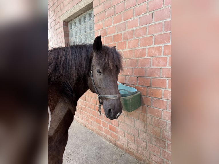 Koń wielkopolski Wałach 13 lat 152 cm Srokata in Alfter