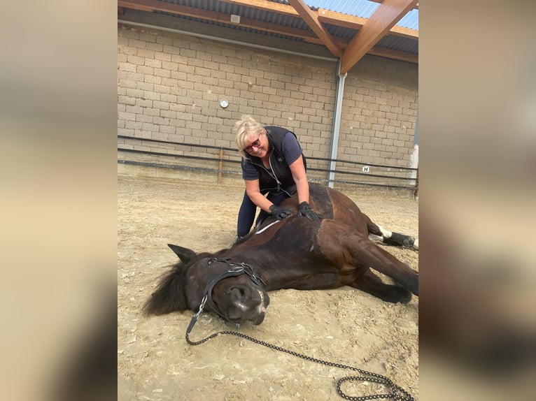 Koń wielkopolski Wałach 13 lat 152 cm Srokata in Alfter