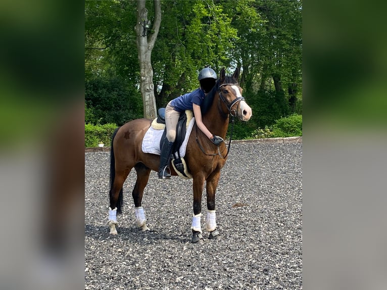 Koń wielkopolski Wałach 17 lat 148 cm Gniada in Osdorf