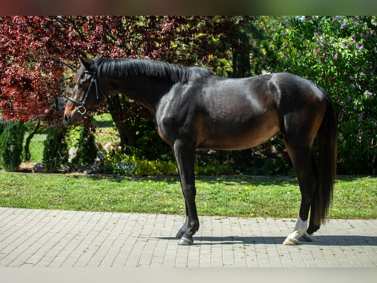 Koń wielkopolski Wałach 3 lat 163 cm Gniada in Frombork