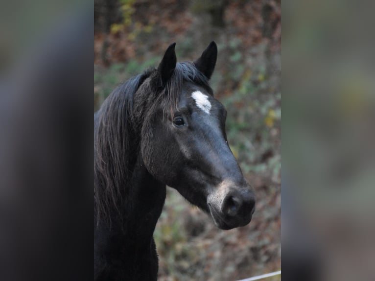 Koń wielkopolski Mix Wałach 5 lat 162 cm Ciemnogniada in Rodalben