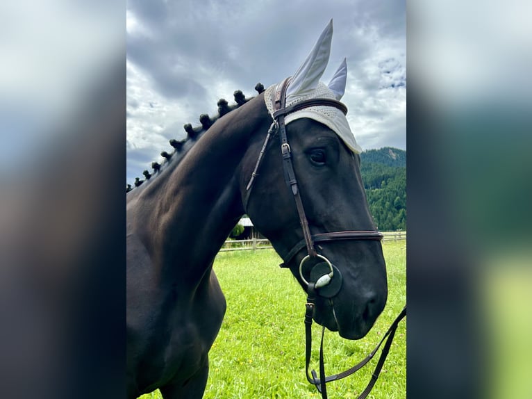 Koń wielkopolski Wałach 5 lat 166 cm Kara in Nesselw&#xE4;ngle
