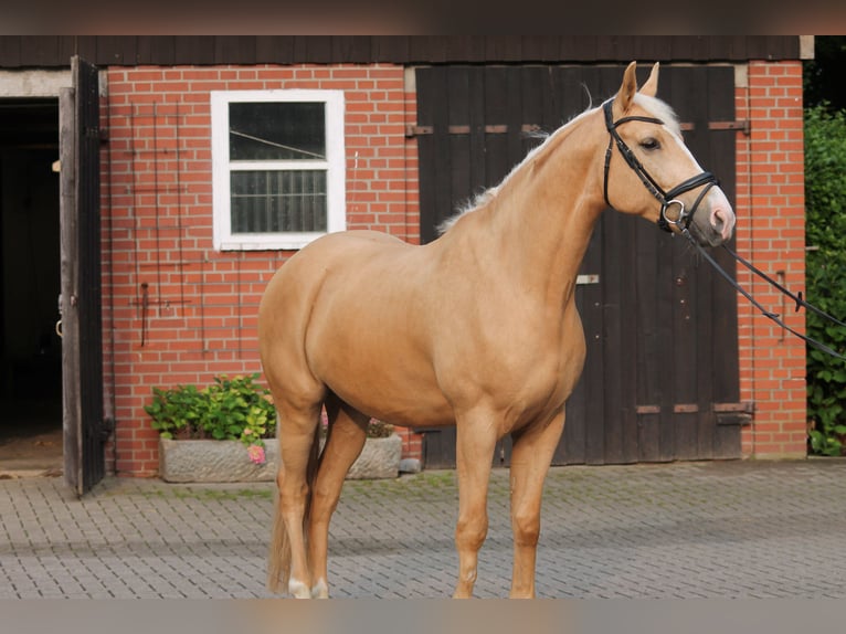 Koń wielkopolski Wałach 6 lat 164 cm Izabelowata in Westerkappeln