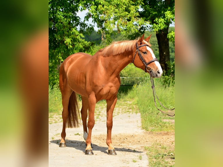 Koń wielkopolski Wałach 6 lat 164 cm Kasztanowata in Siedleczek
