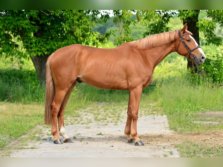Koń wielkopolski Wałach 6 lat 164 cm Kasztanowata in Siedleczek