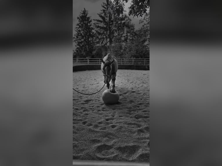 Koń wielkopolski Wałach 7 lat 158 cm Kasztanowata in Gilching