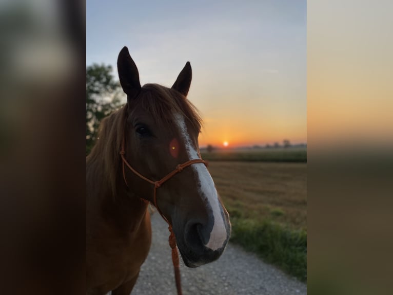 Koń wielkopolski Wałach 7 lat 158 cm Kasztanowata in Gilching