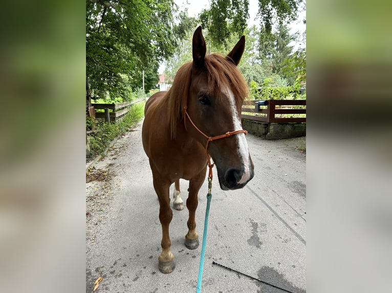 Koń wielkopolski Wałach 7 lat 158 cm Kasztanowata in Gilching
